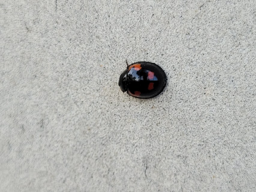 Exochomus quadripustulatus - négyfoltos szerecsenkata