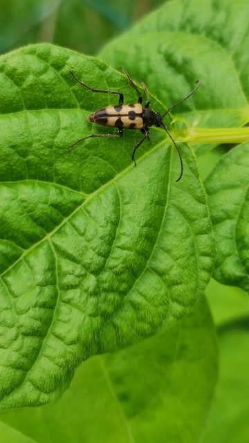 Pachytodes erraticus - rajzos virágcincér