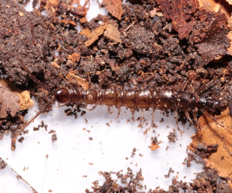 Lithobius