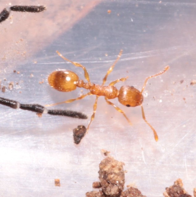 Temnothorax crassispinus - gubacslakó kéreghangya