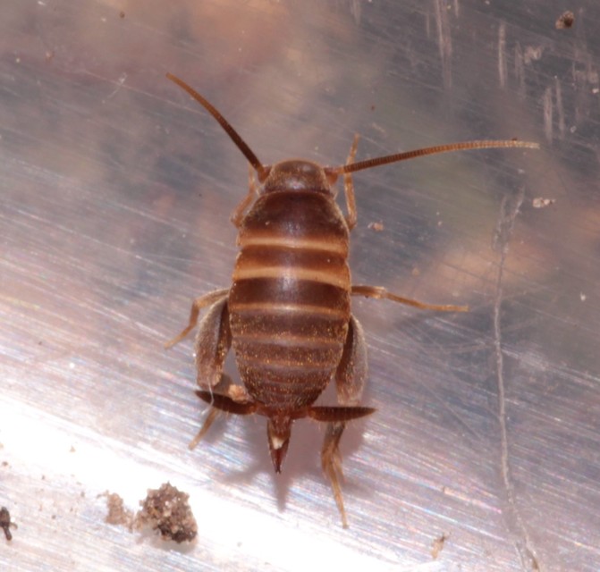 Myrmecophilus acervorum - közép-európai hangyásztücsök