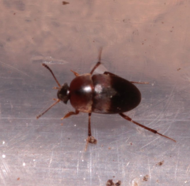 Leiodidae - pecebogárfélék Leiodidae - pecebogárfélék
