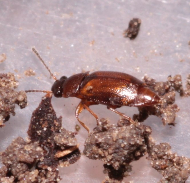 Anthobium atrocephalum - feketésfejű felemásholyva
