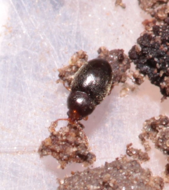 Atomaria Atomaria