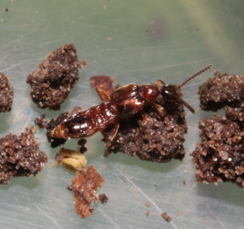 Autalia longicornis - közönséges gödörkésholyva
