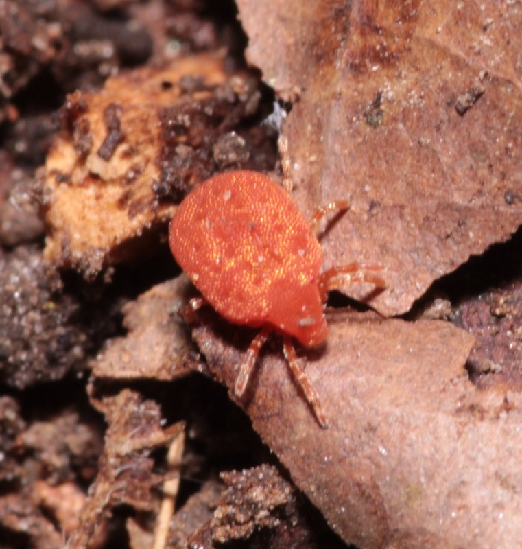 Calyptostomatidae