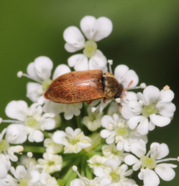 Byturus ochraceus - gyömbérgyökérbogár
