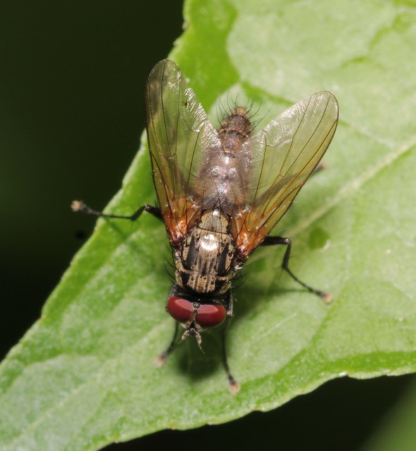 Muscidae - igazi legyek