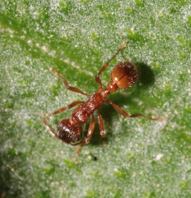 Myrmica rubra - közönséges bütyköshangya