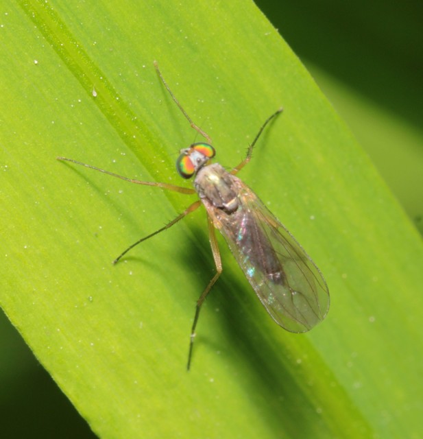 Sciapus