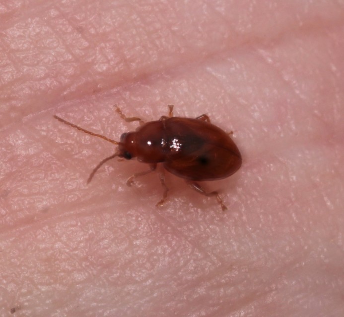 Neocrepidodera
