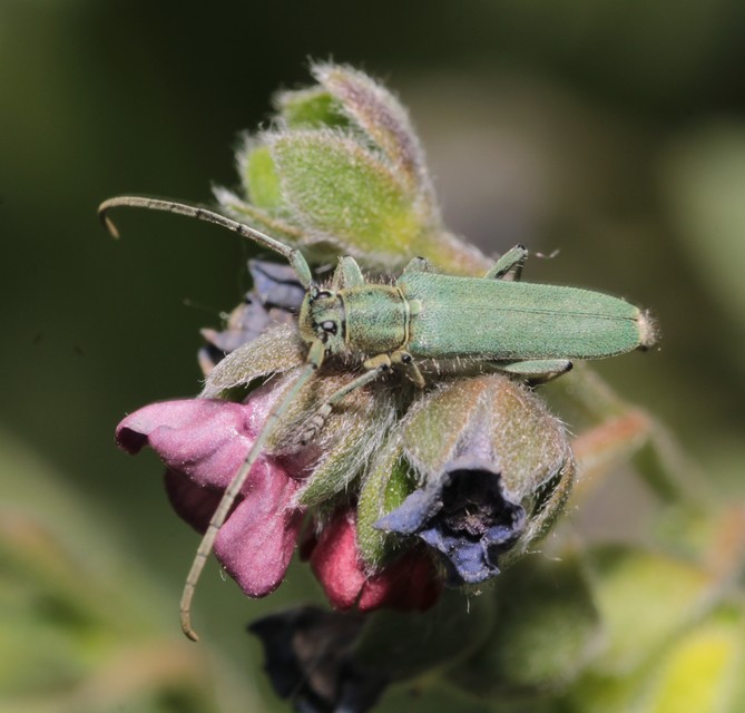 Phytoecia coerulescens - kígyósziszcincér