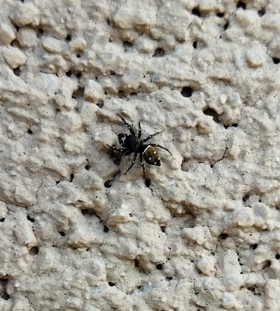 Heliophanus