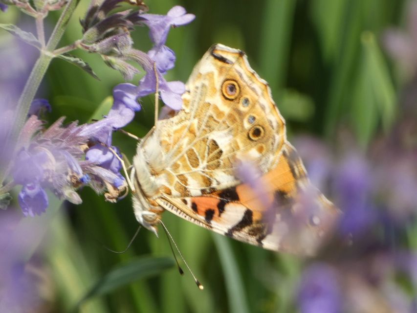 Vanessa cardui - bogáncslepke