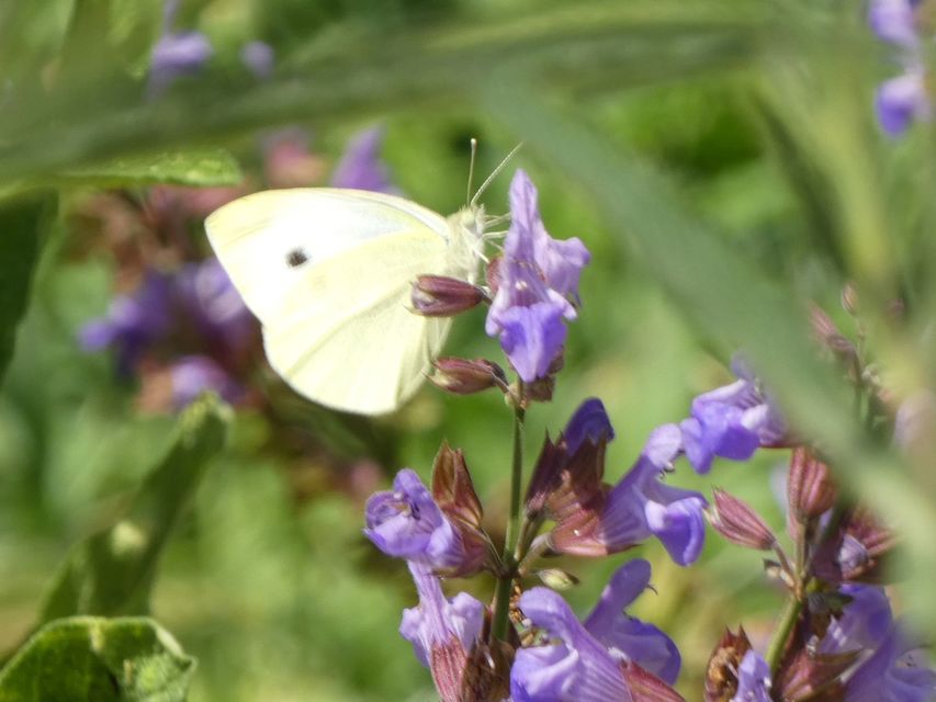 Pieris rapae - répalepke