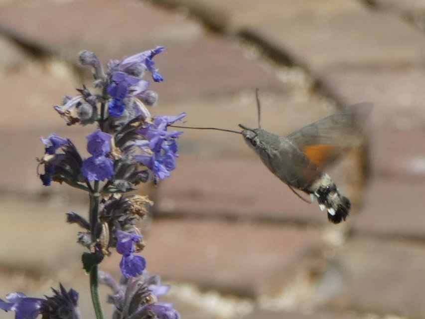 Macroglossum stellatarum - kacsafarkú szender