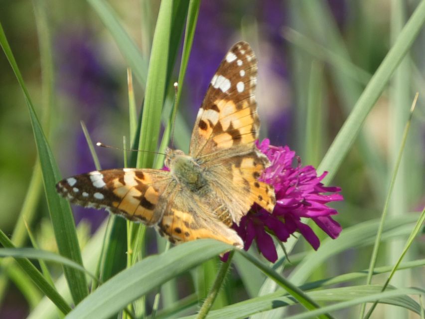 Vanessa cardui - bogáncslepke