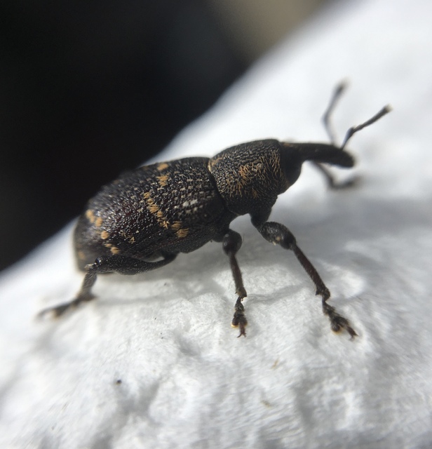 Hylobius abietis - nagy fenyvesormányos