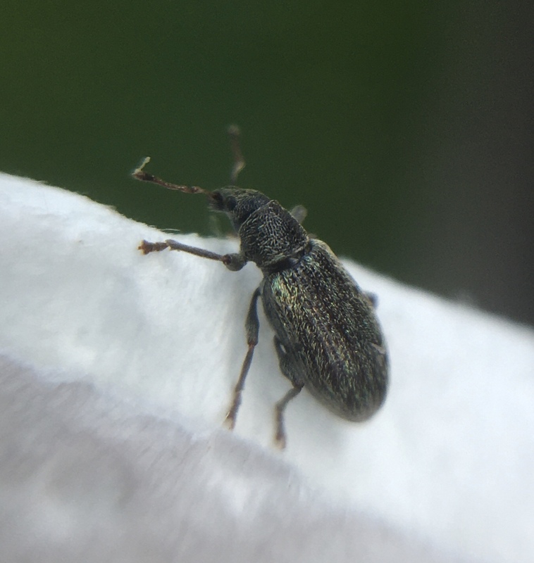 Polydrusus aeratus - fakó lombormányos
