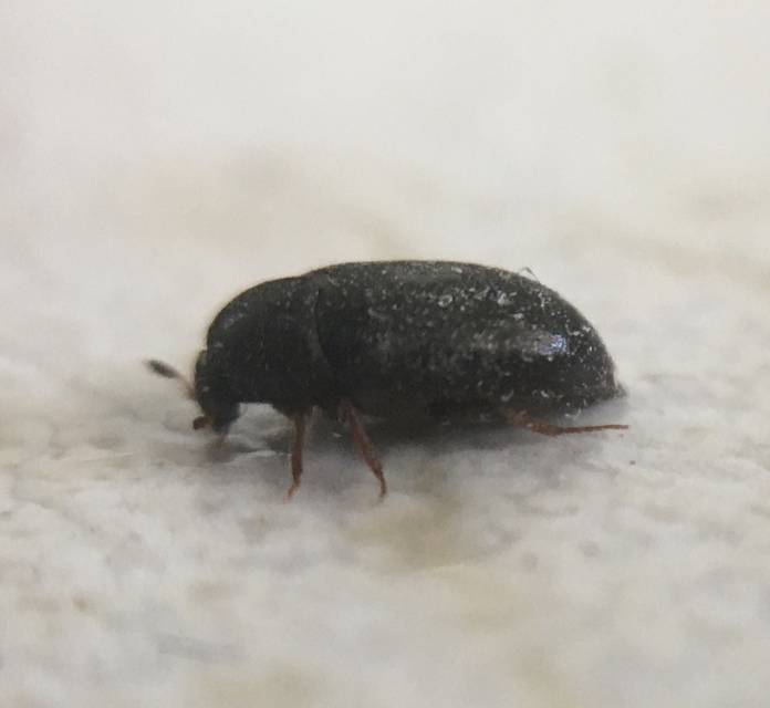 Attagenus unicolor - gyapjúbogár
