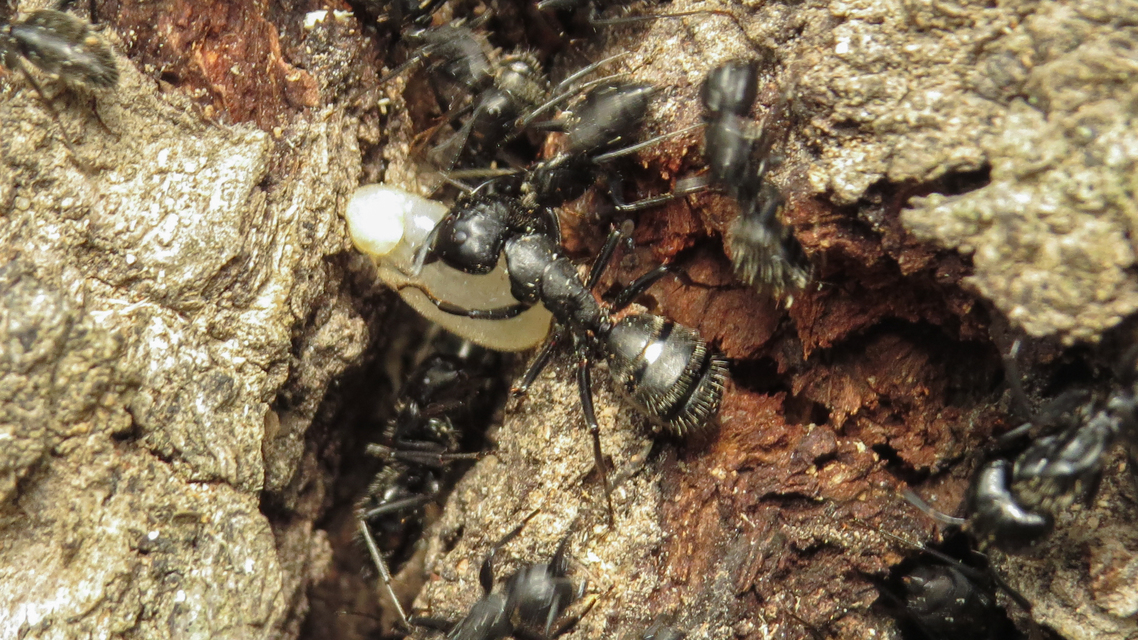 Camponotus vagus - fekete lóhangya