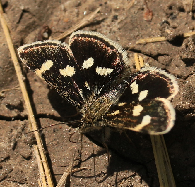 Eurrhypis pollinalis - galajszövő kormosmoly