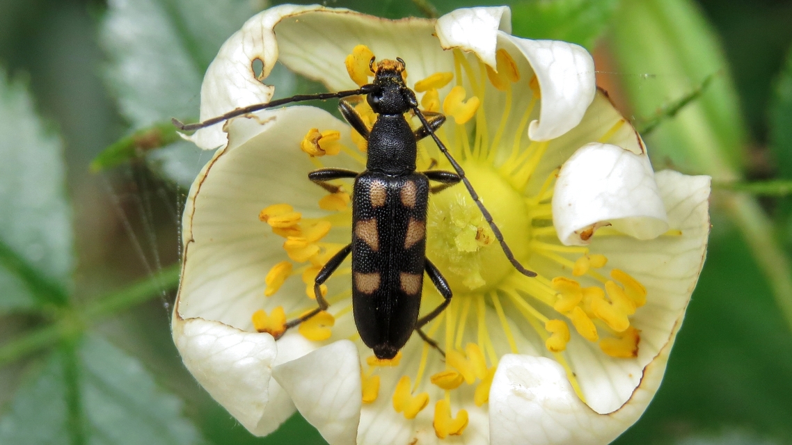 Anoplodera sexguttata - foltos virágcincér