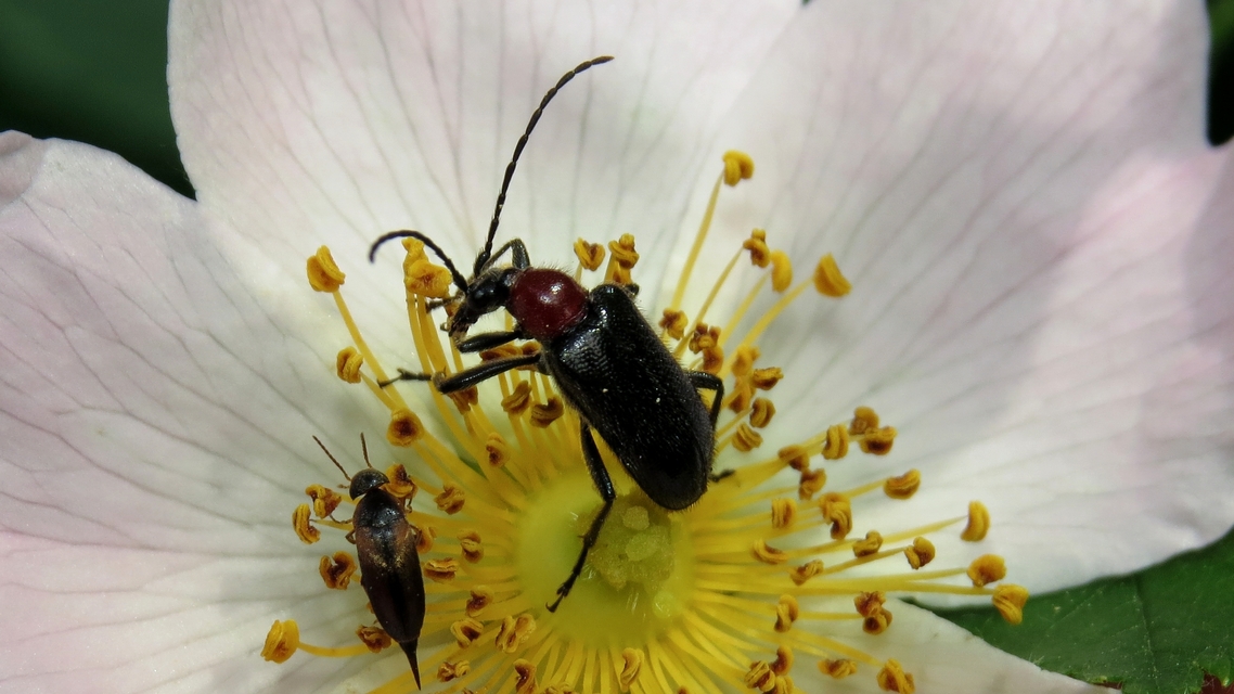 Dinoptera collaris - vörösnyakú virágcincér