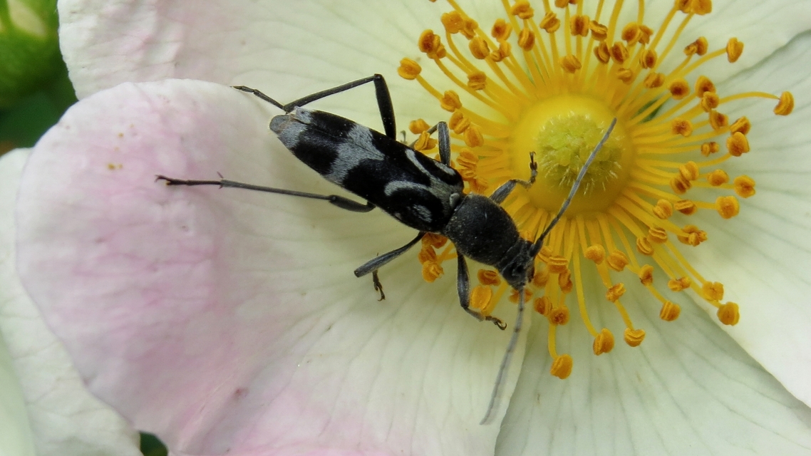 Chlorophorus figuratus - rajzos darázscincér