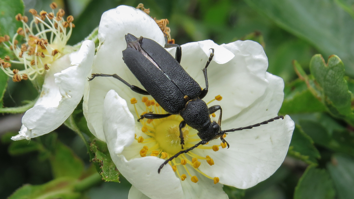Stictoleptura scutellata - hegyi virágcincér