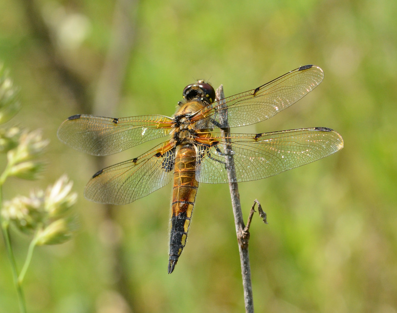Libellula quadrimaculata - négyfoltos laposacsa