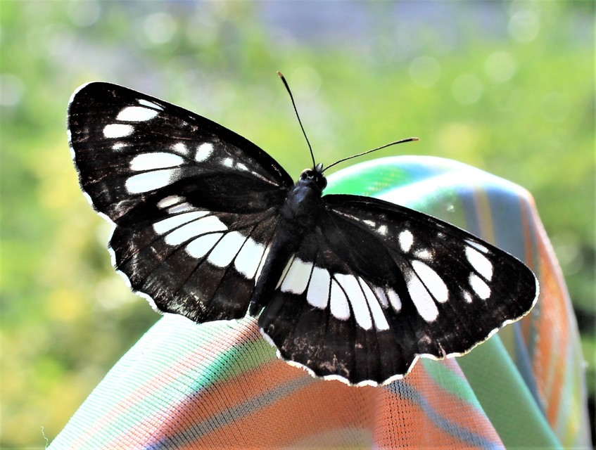 Neptis rivularis - nagy fehérsávoslepke