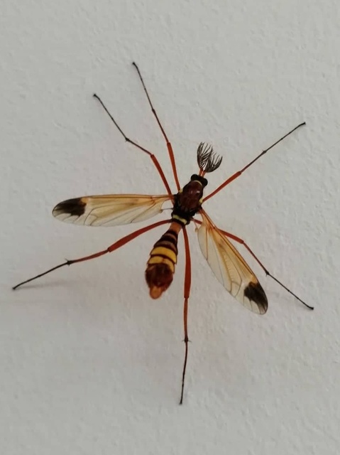 Ctenophora ornata - sárga fésűsszúnyog
