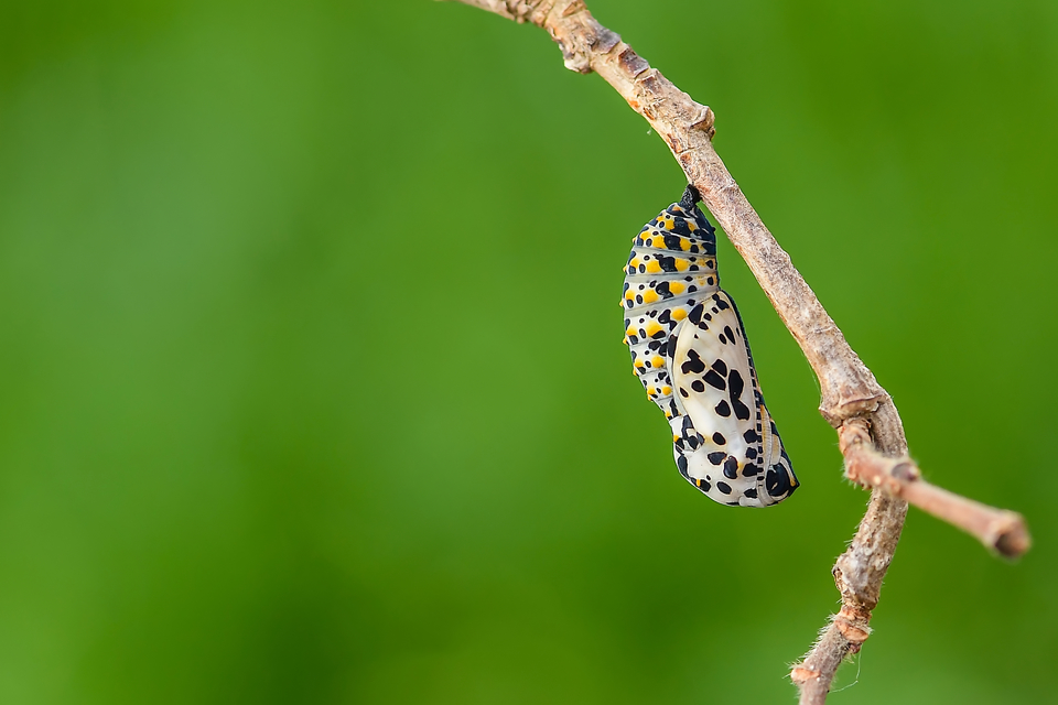 Euphydryas maturna - díszes tarkalepke