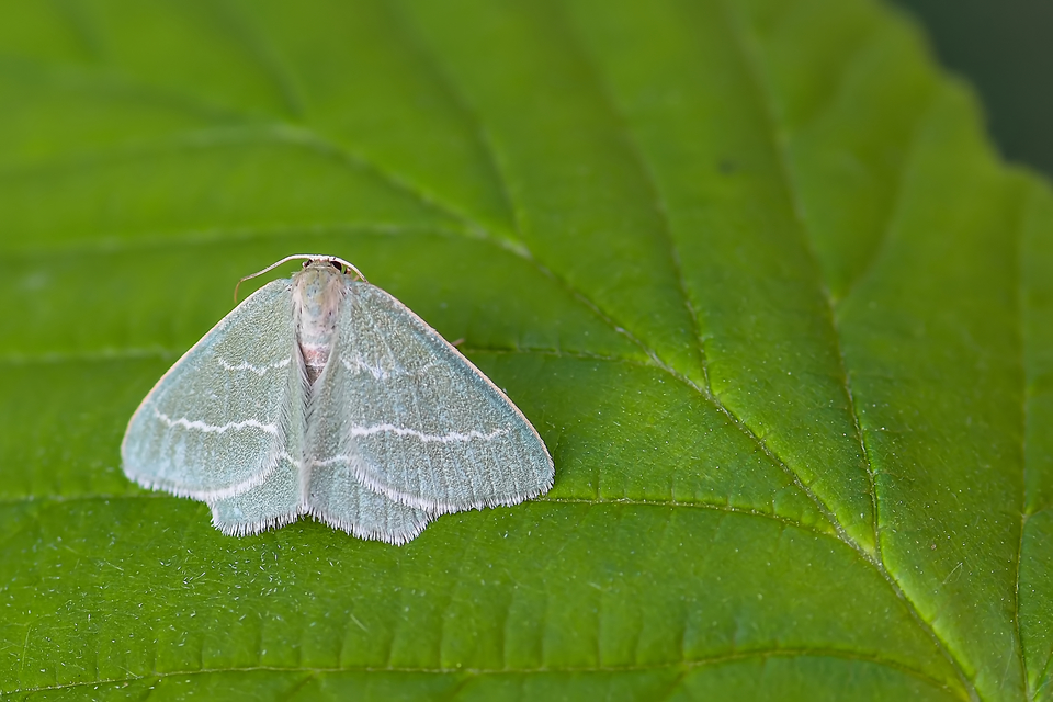 Chlorissa viridata/cloraria