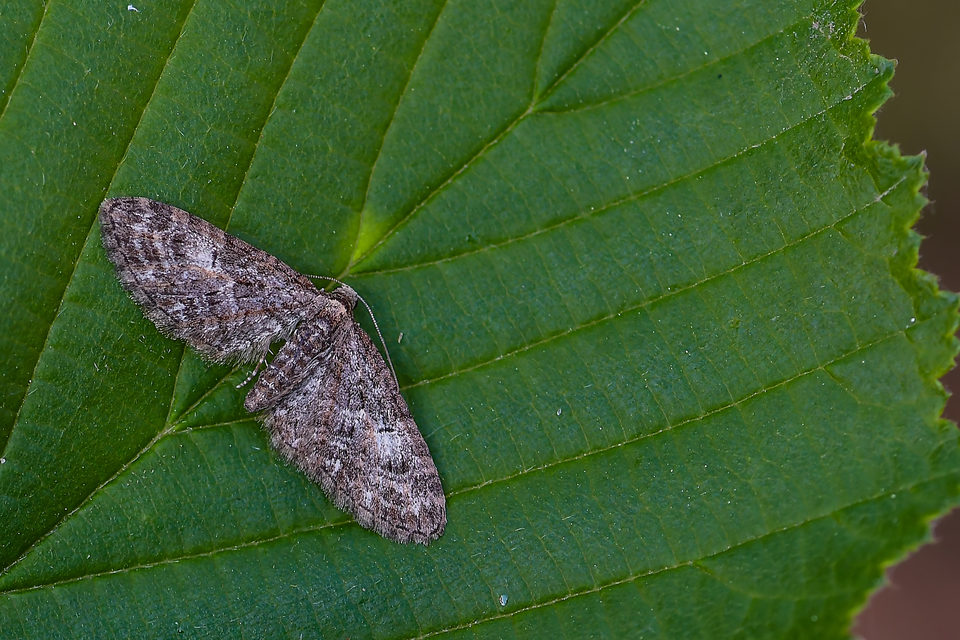 Eupithecia abbreviata - korai törpearaszoló