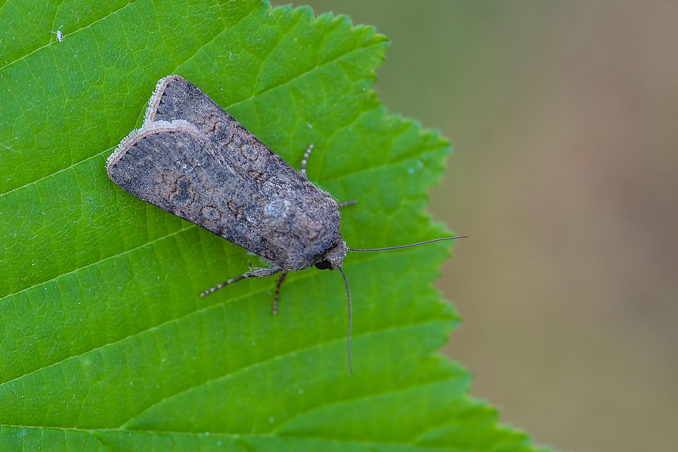Agrotis segetum - vetési földibagoly