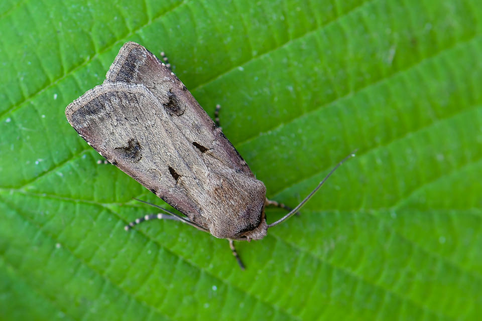 Agrotis exclamationis - felkiáltójeles földibagoly