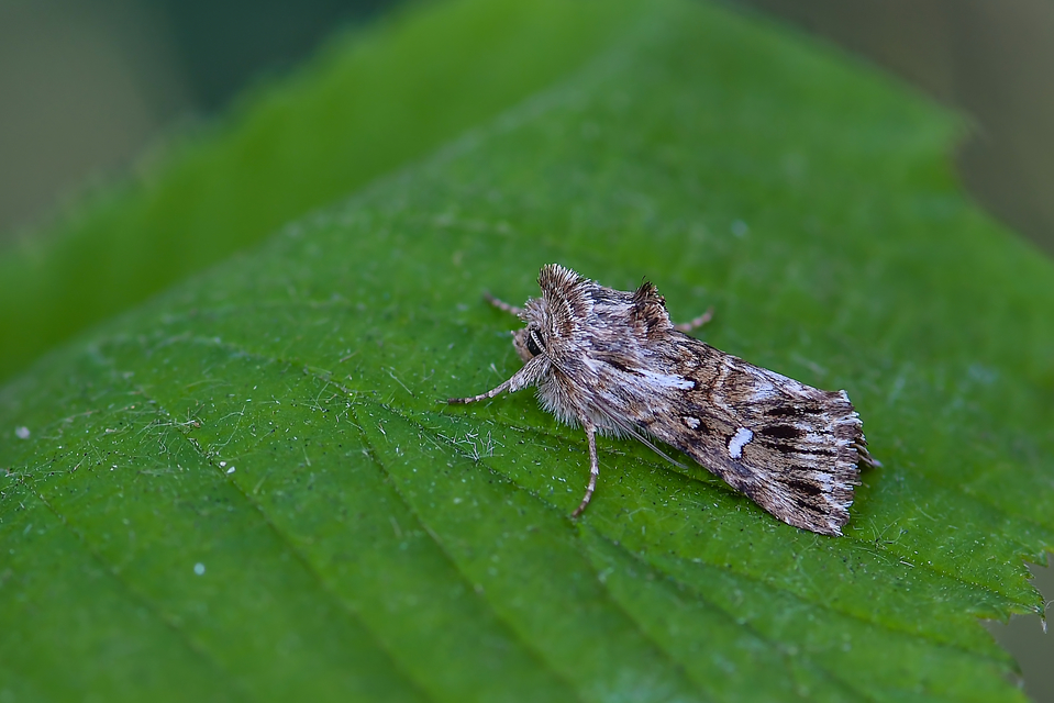 Calophasia lunula - gyújtoványfű-apróbagoly