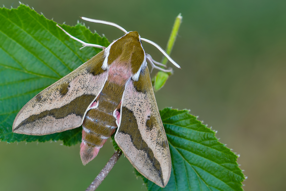 Hyles euphorbiae - kutyatejszender