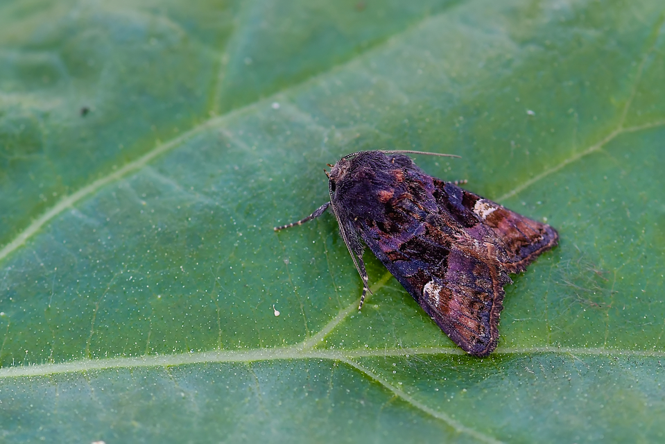 Euplexia lucipara - szeder-csipkésbagoly