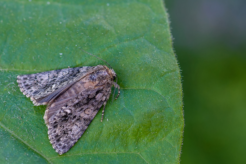 Acronicta rumicis - sóska-szigonyosbagoly