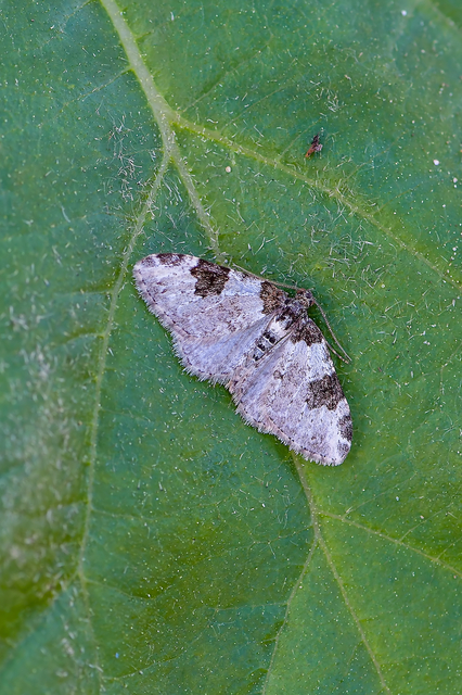 Xanthorhoe fluctuata - közönséges tarkaaraszoló