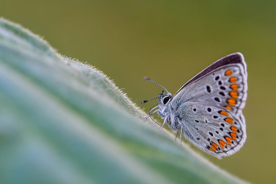 Aricia agestis - szerecsenboglárka