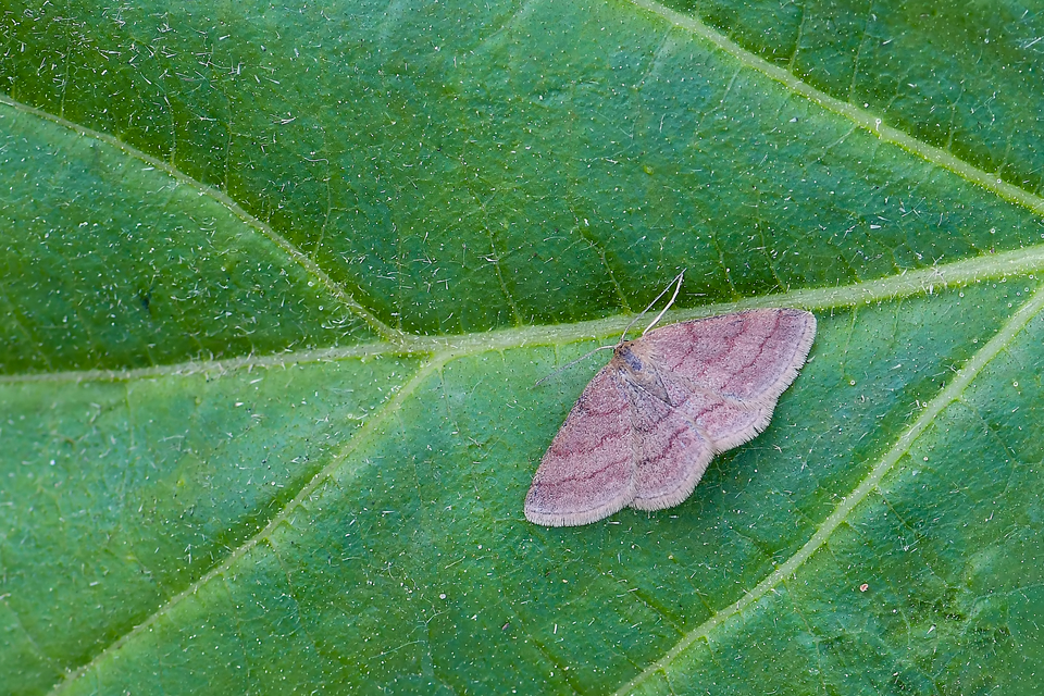 Scopula rubiginata - réti pirosaraszoló