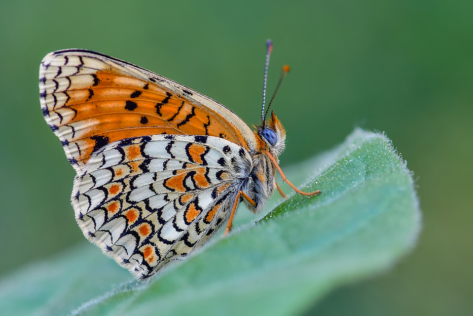 Melitaea phoebe - nagy tarkalepke