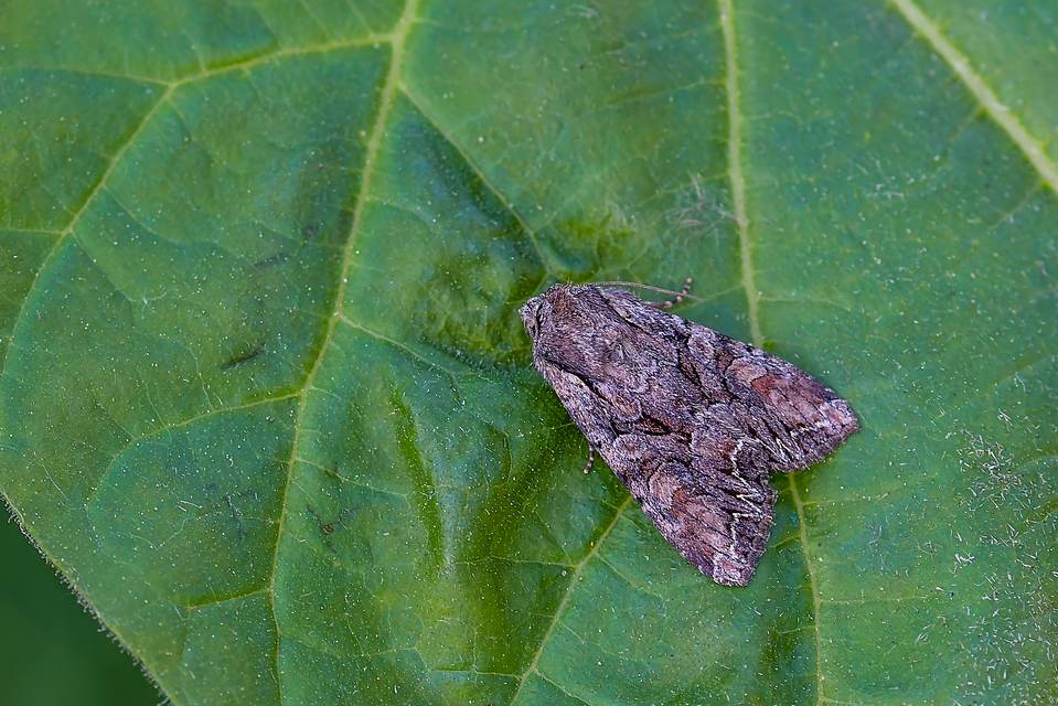 Lacanobia thalassina - borbolya-kertibagoly