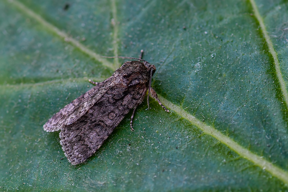 Acronicta rumicis - sóska-szigonyosbagoly