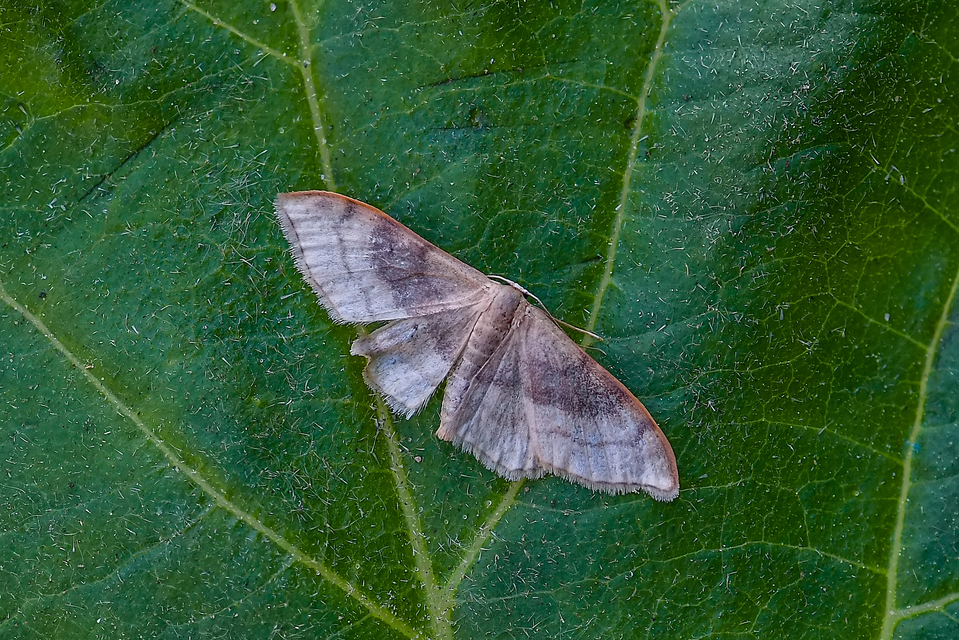 Idaea degeneraria - barnasávos araszoló