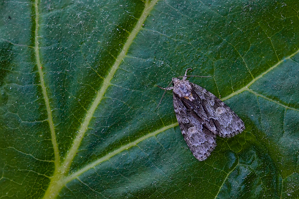 Acronicta strigosa - kis szigonyosbagoly